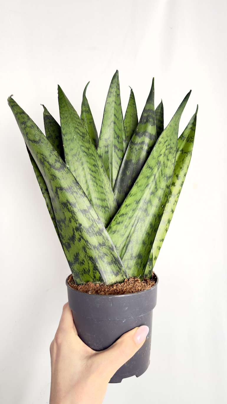 Sansevieria trif. Zeylanica Fan 12/30 cm