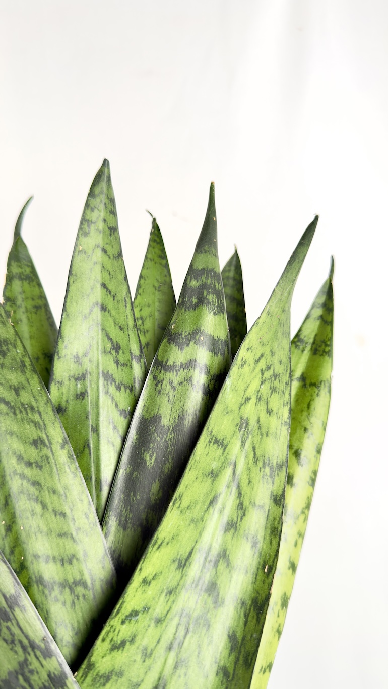 Sansevieria trif. Zeylanica Fan 12/30 cm