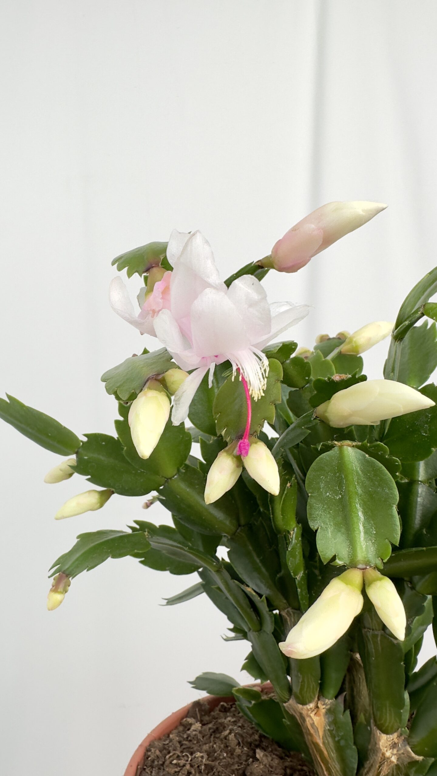 Schlumbergera  biała | Grudnik Roślina Kwitnąca w Zimie!
