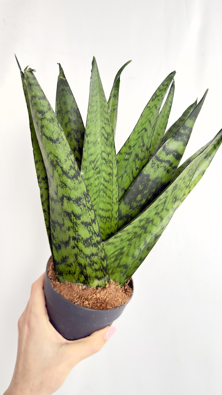 Sansevieria trif. Zeylanica Fan 12/30 cm