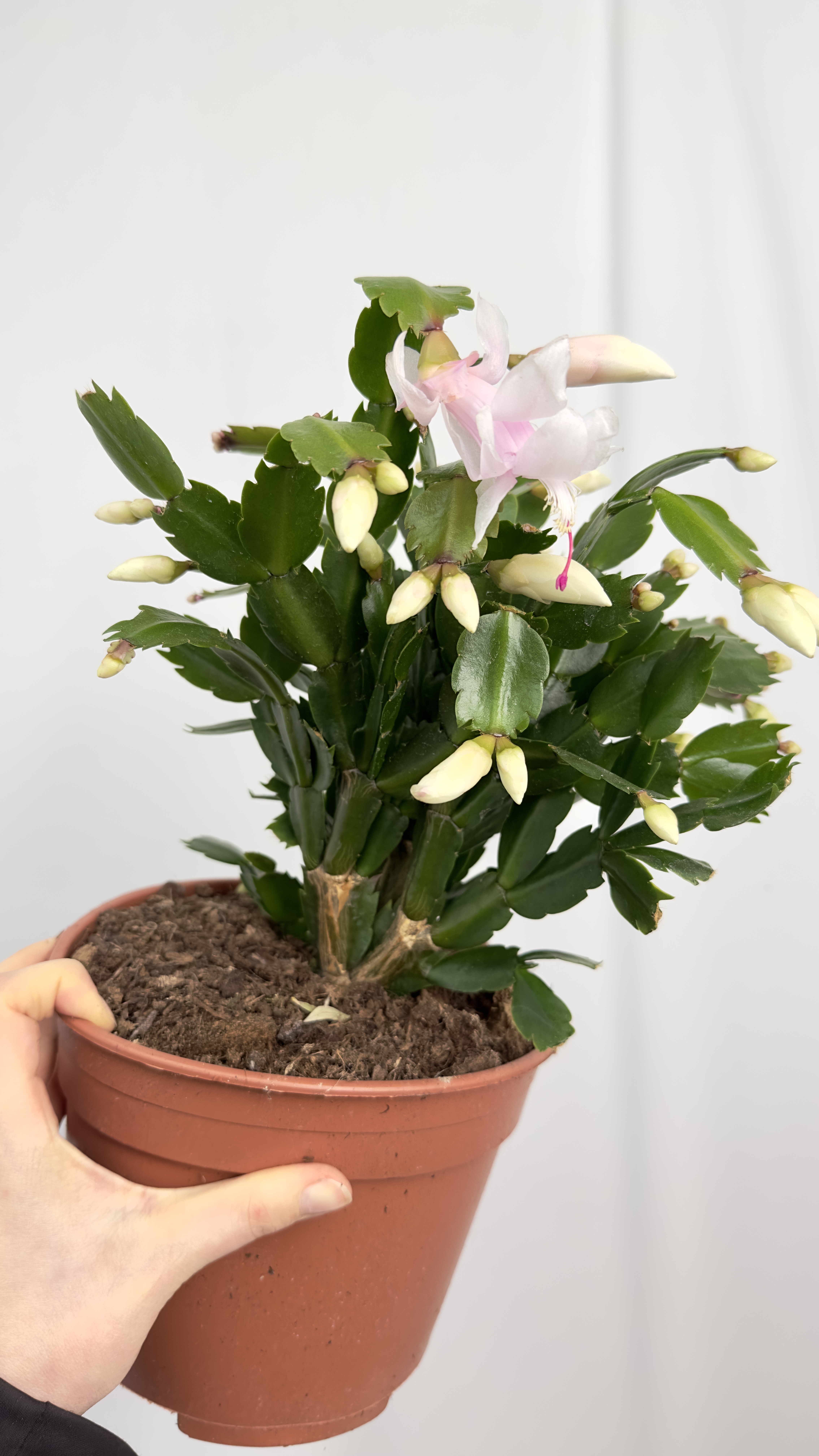 Schlumbergera  biała | Grudnik Roślina Kwitnąca w Zimie!