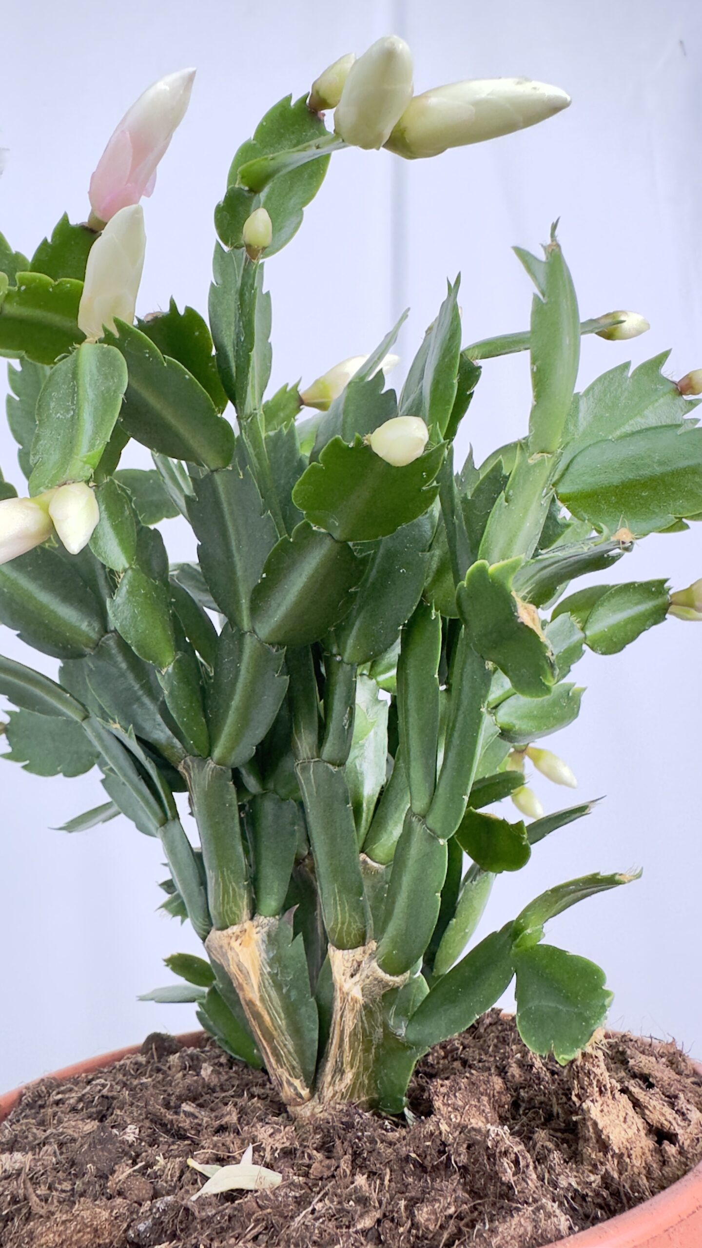 Schlumbergera  biała | Grudnik Roślina Kwitnąca w Zimie!