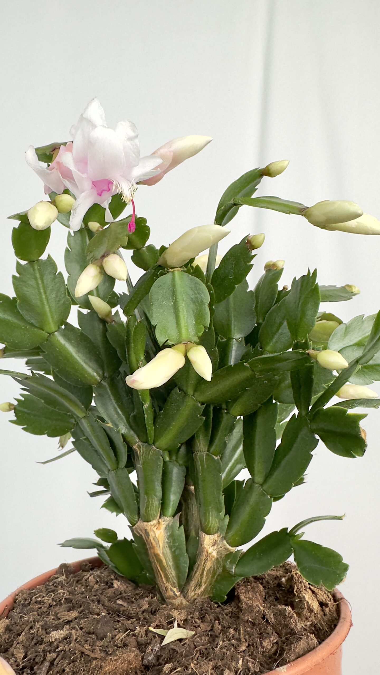 Schlumbergera  biała | Grudnik Roślina Kwitnąca w Zimie!