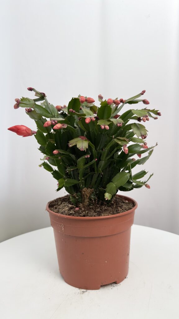 Schlumbergera czerwona | Grudnik Roślina Kwitnąca w Zimie!