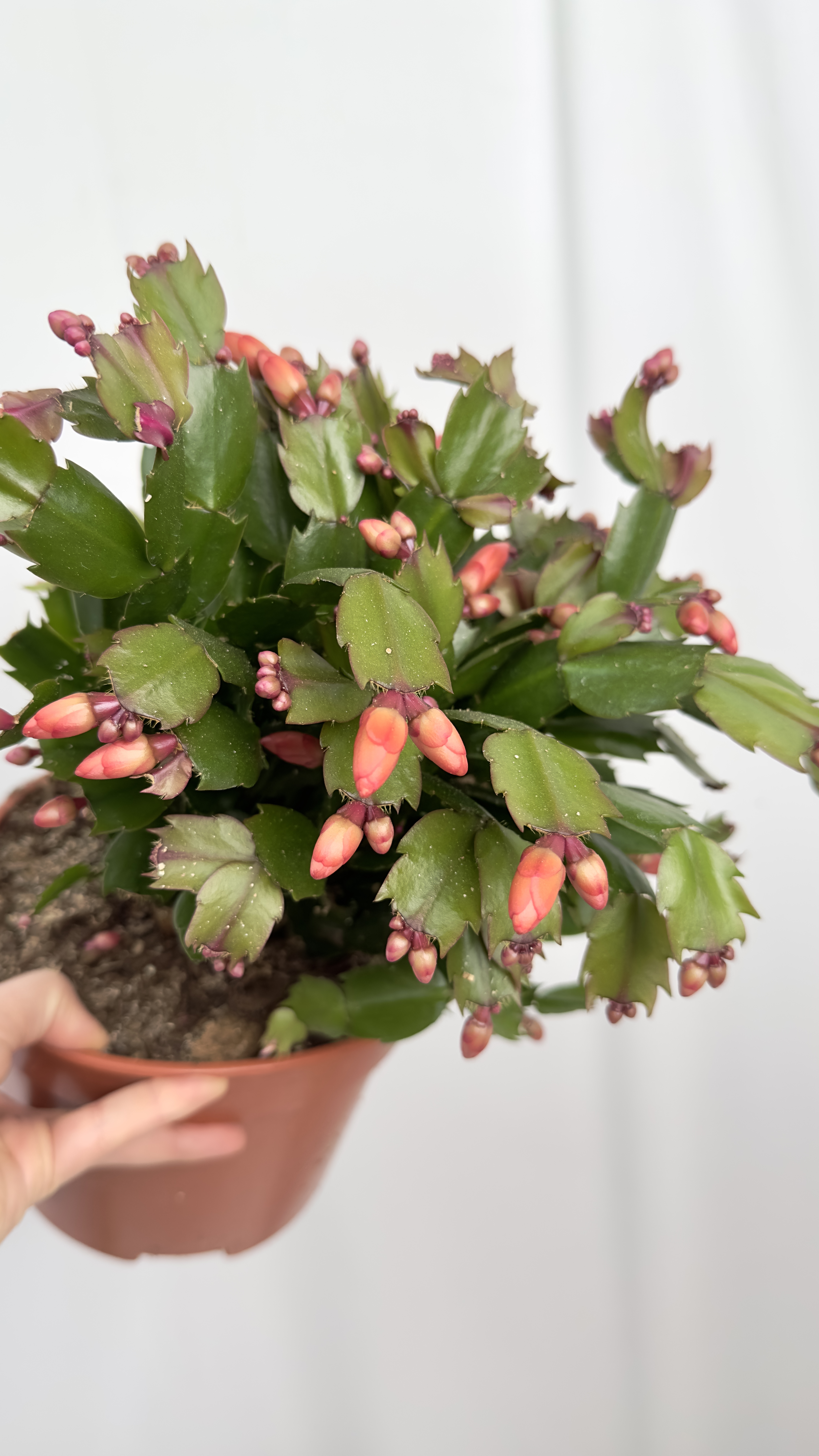 Schlumbergera czerwona | Grudnik Roślina Kwitnąca w Zimie!