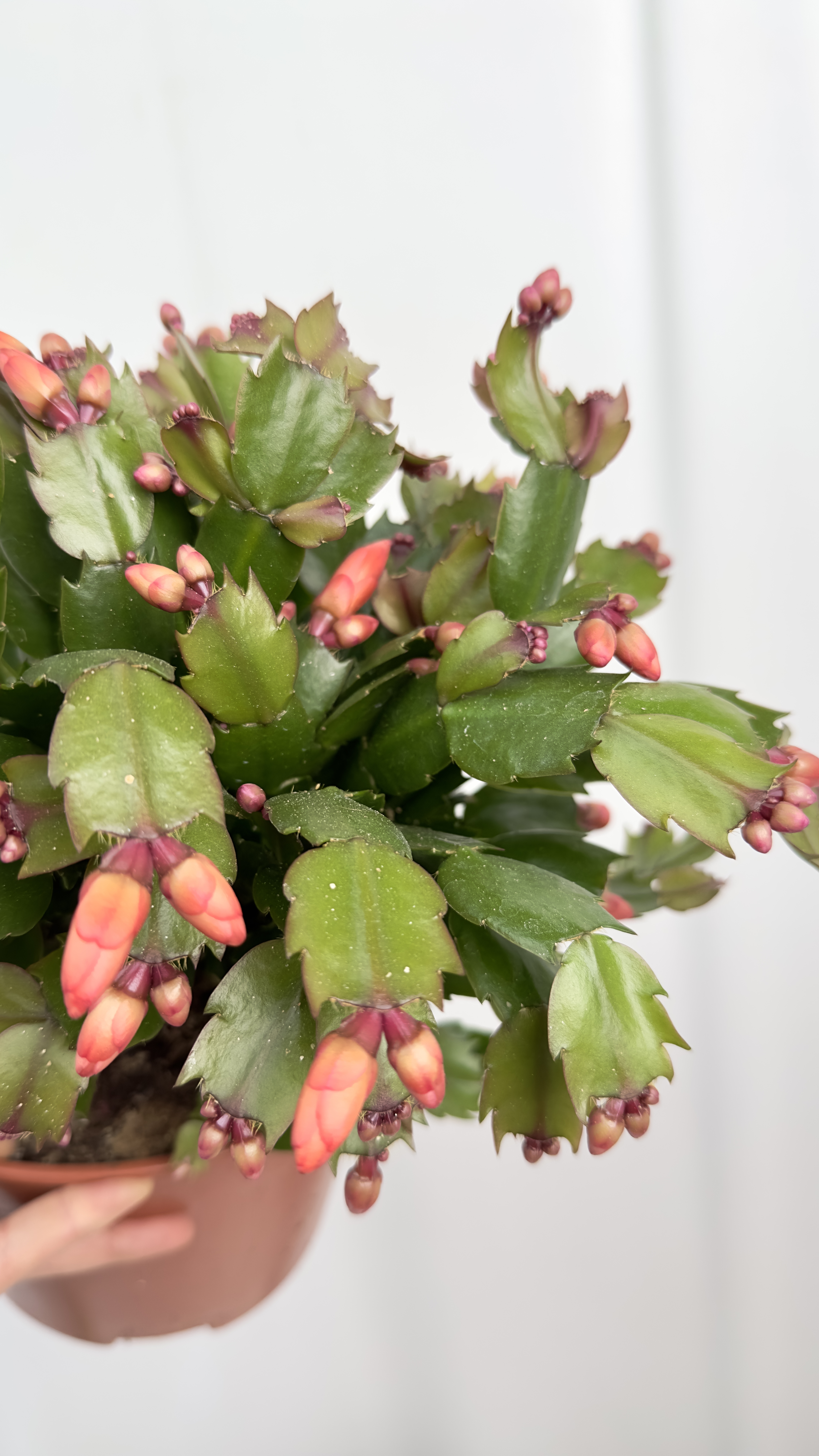 Schlumbergera czerwona | Grudnik Roślina Kwitnąca w Zimie!