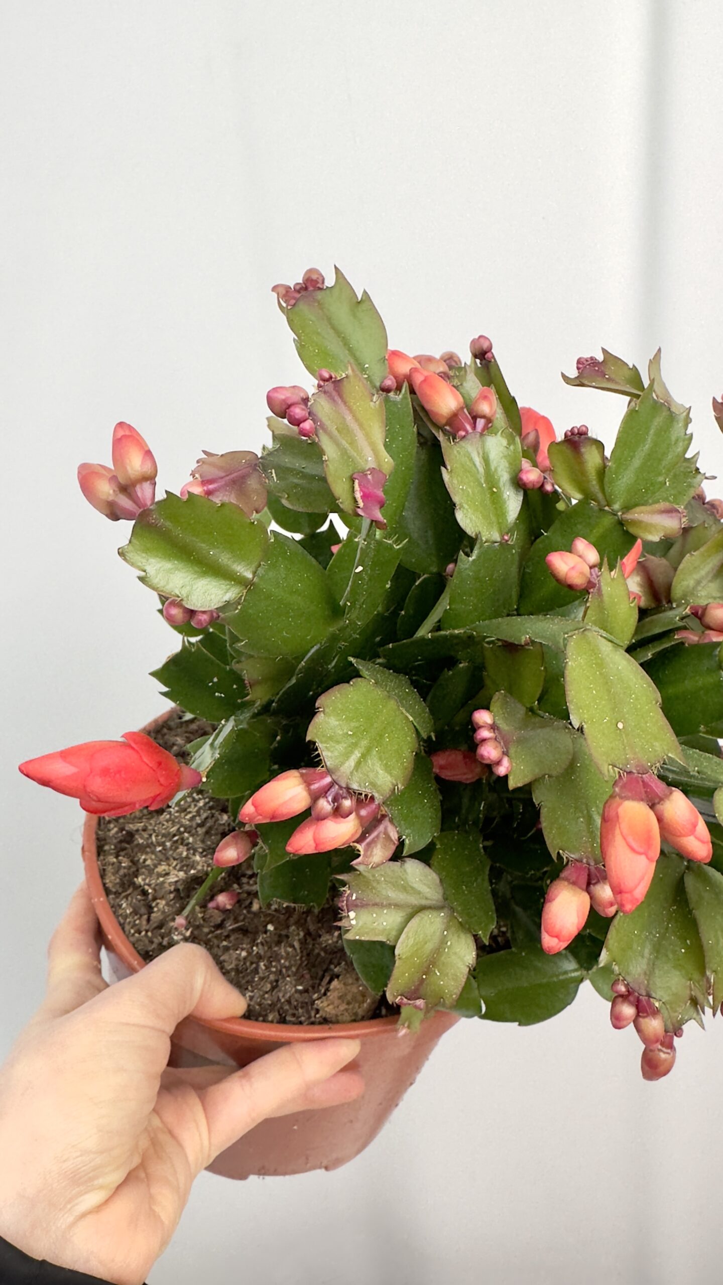 Schlumbergera czerwona | Grudnik Roślina Kwitnąca w Zimie!