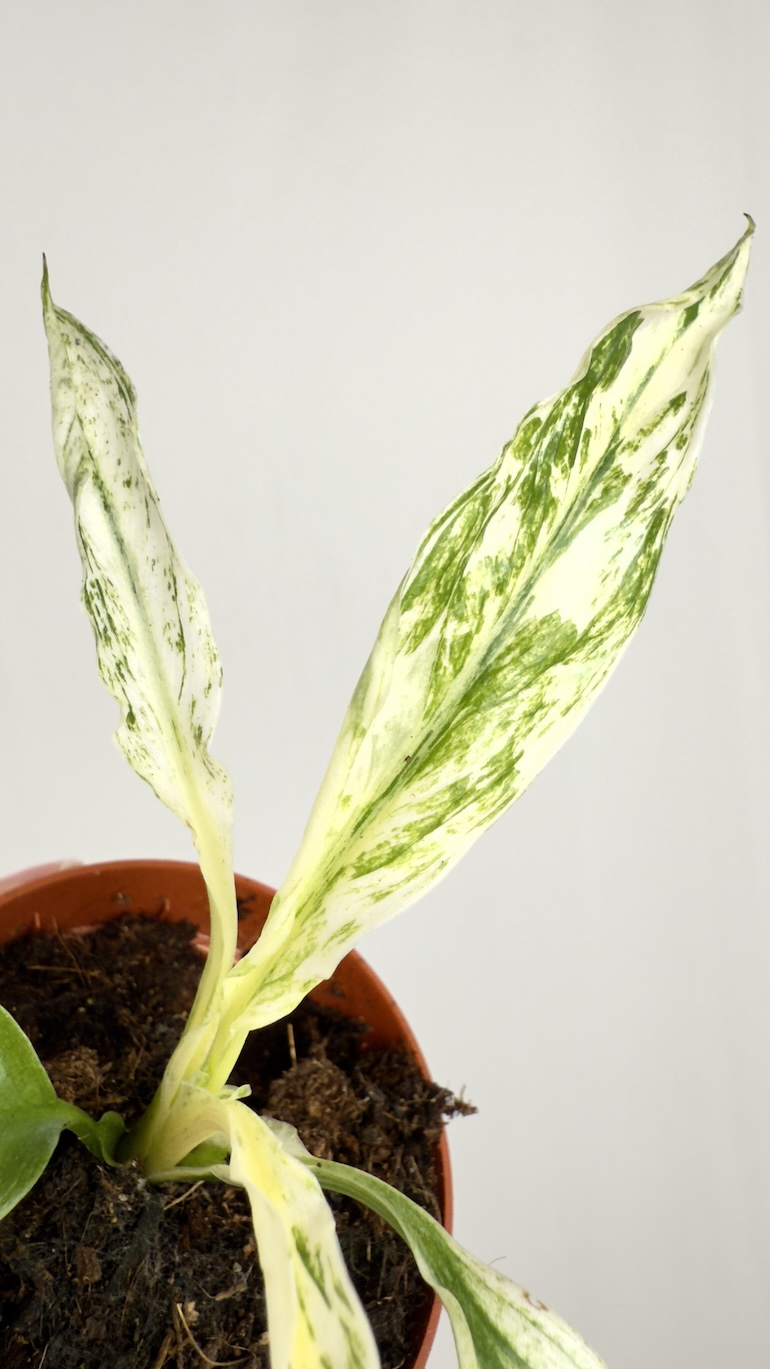 Spathiphyllum Sensation Variegata Mini