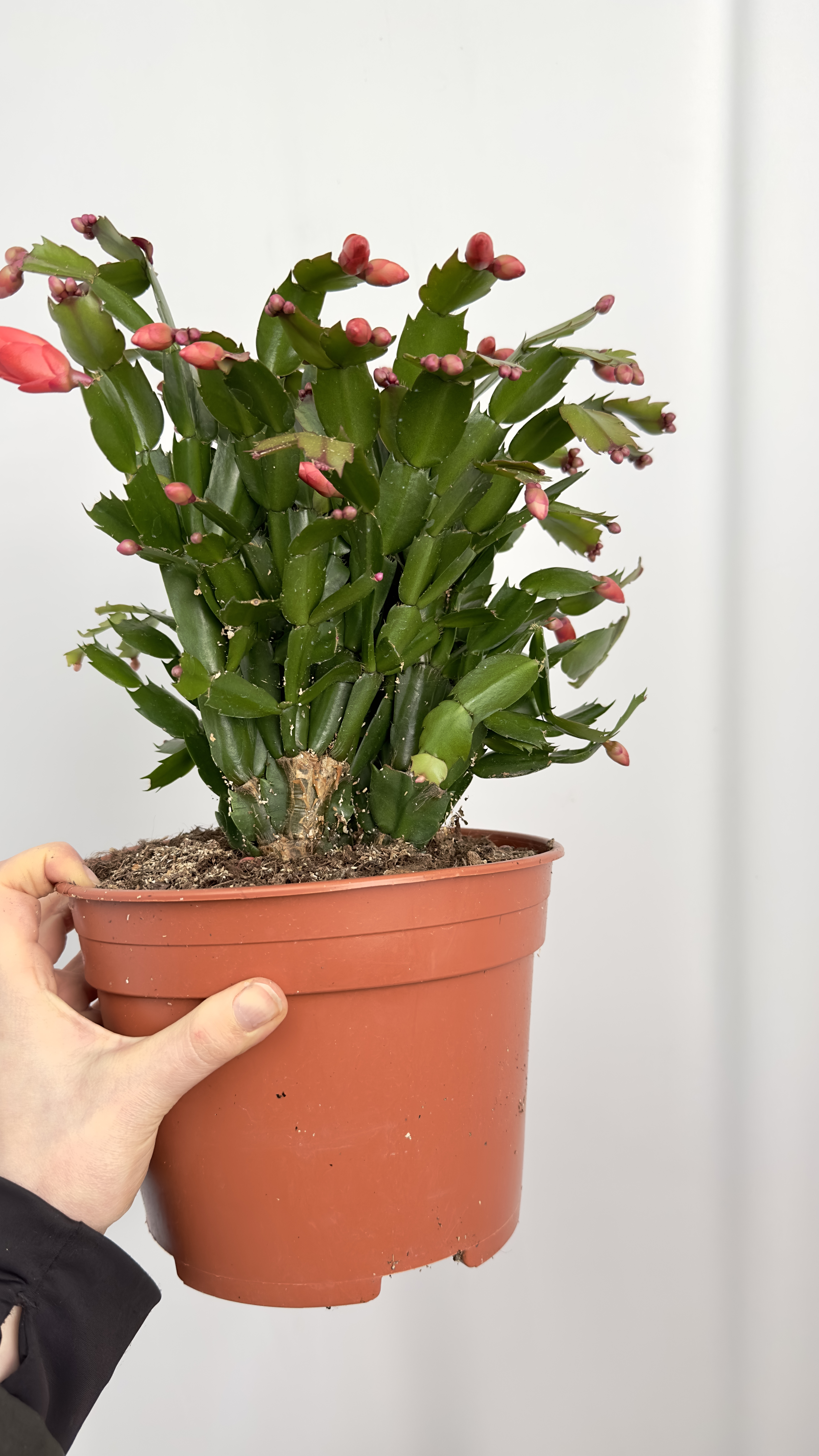 Schlumbergera czerwona | Grudnik Roślina Kwitnąca w Zimie!