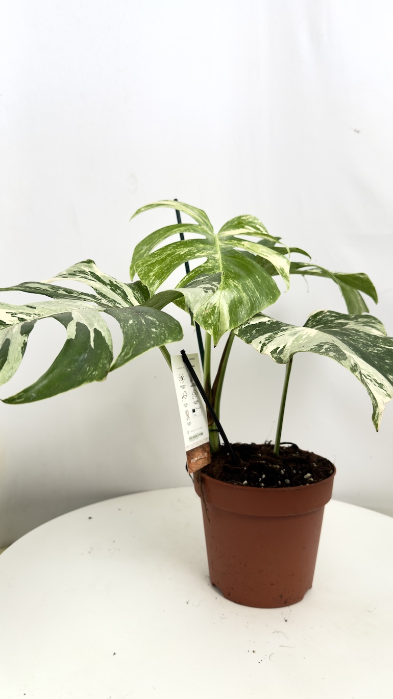 Monstera Variegata