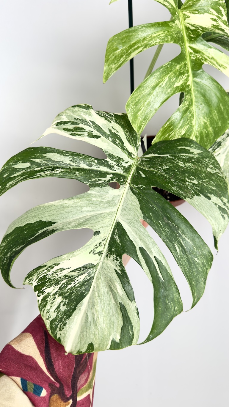 Monstera Variegata