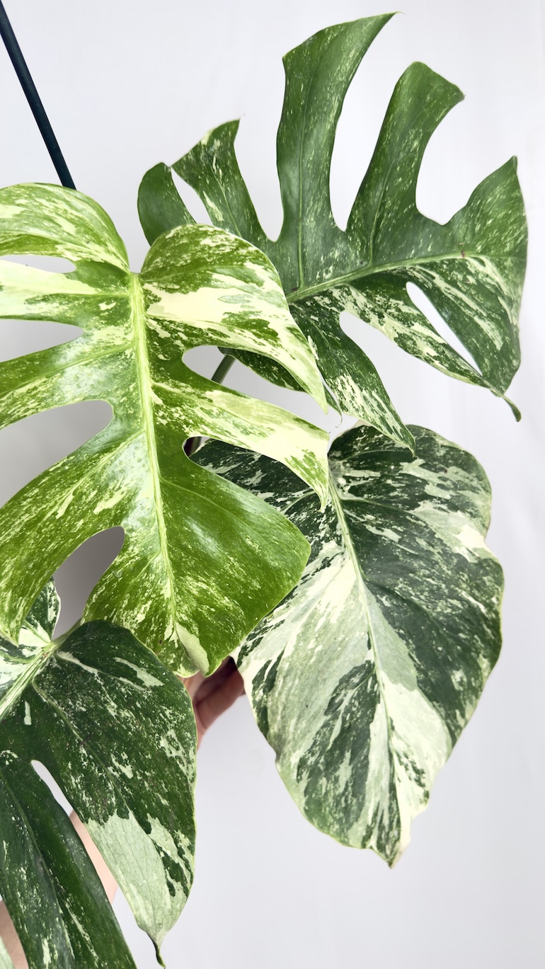 Monstera Variegata