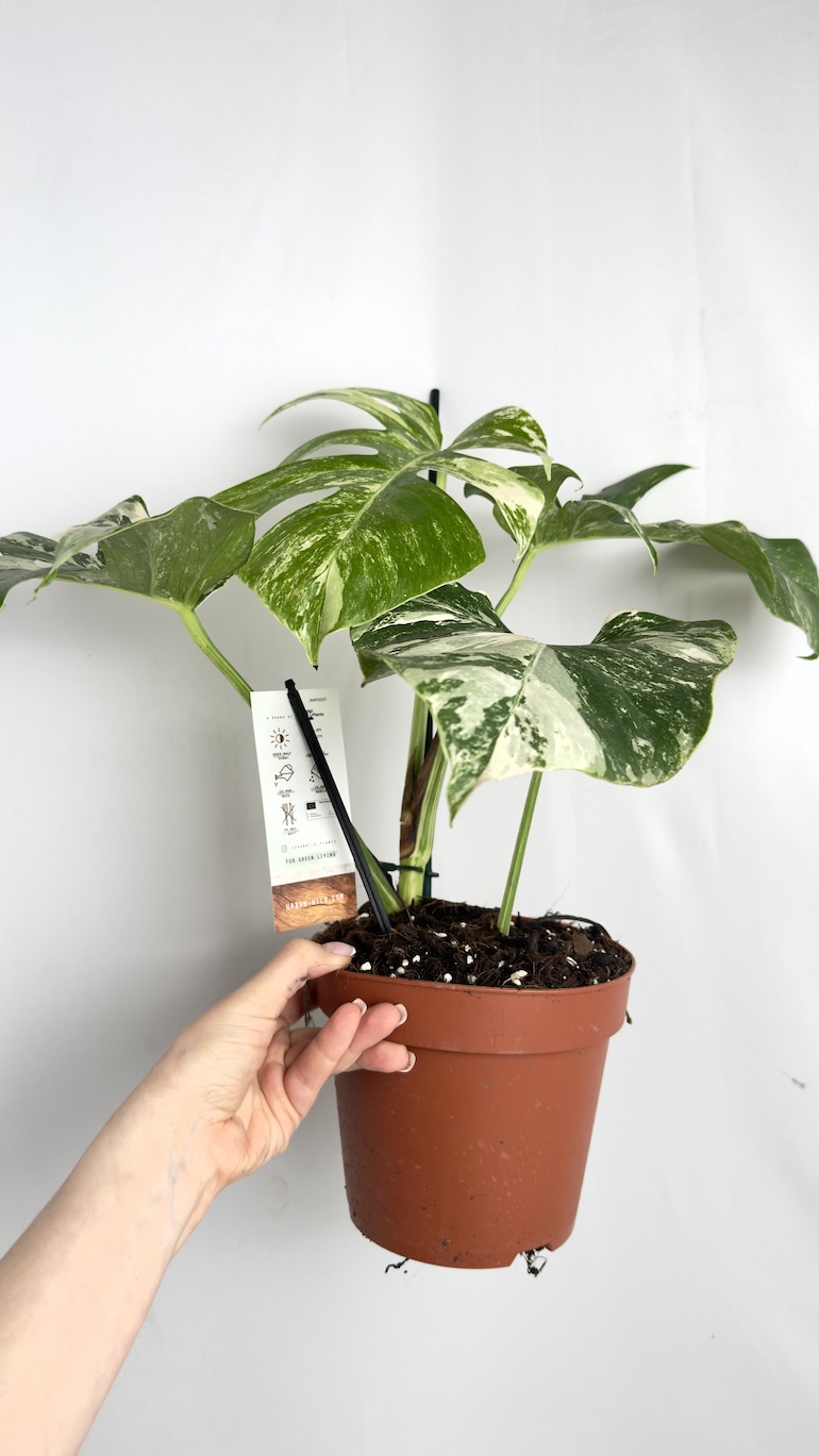 Monstera Variegata
