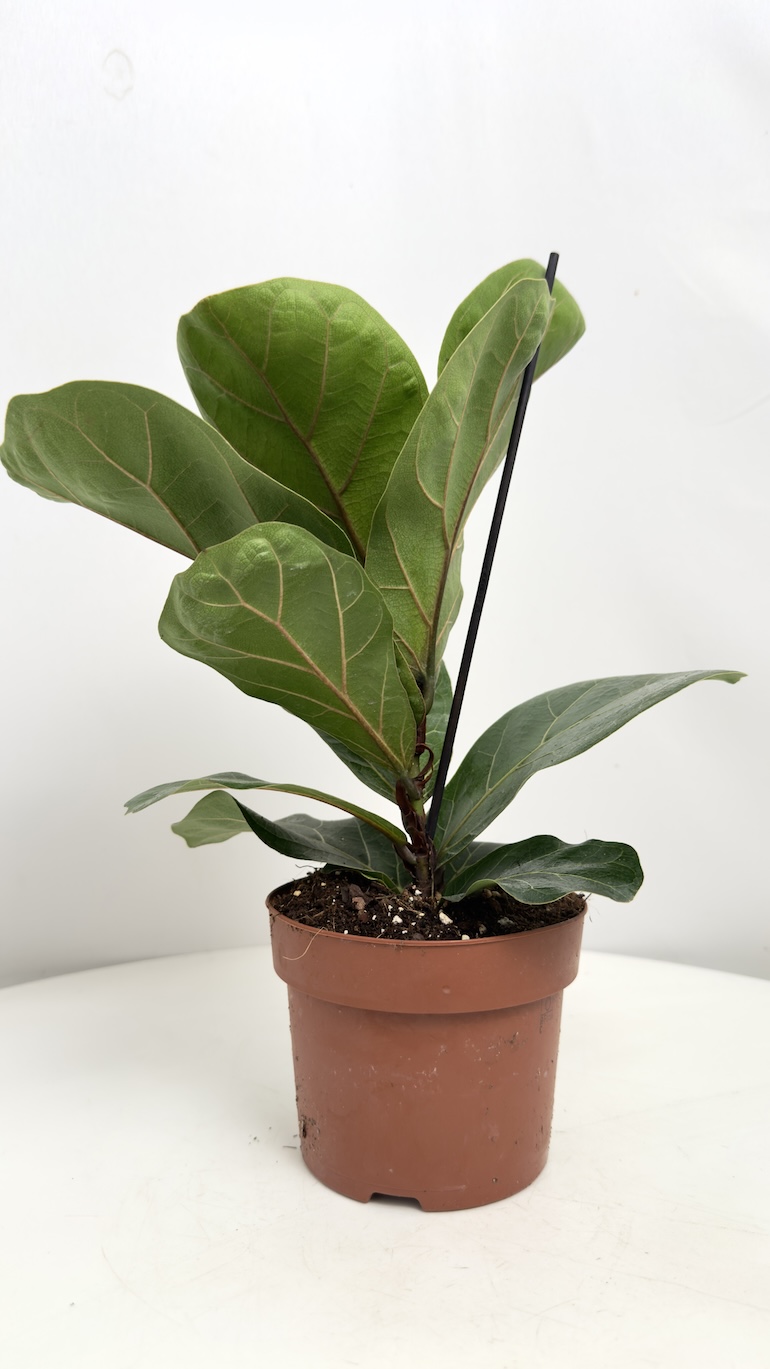Ficus Lyrata Bambino