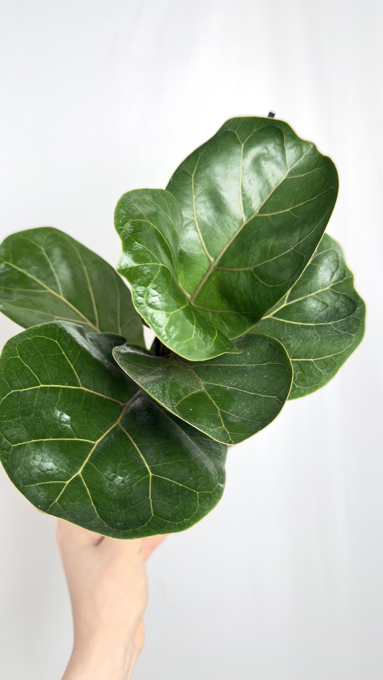 Ficus Lyrata Bambino