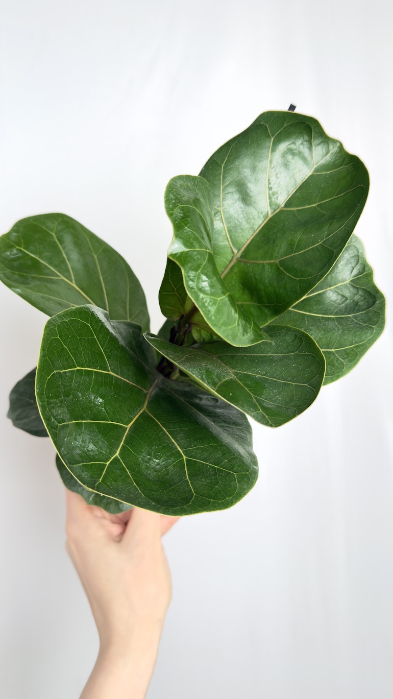 Ficus Lyrata Bambino
