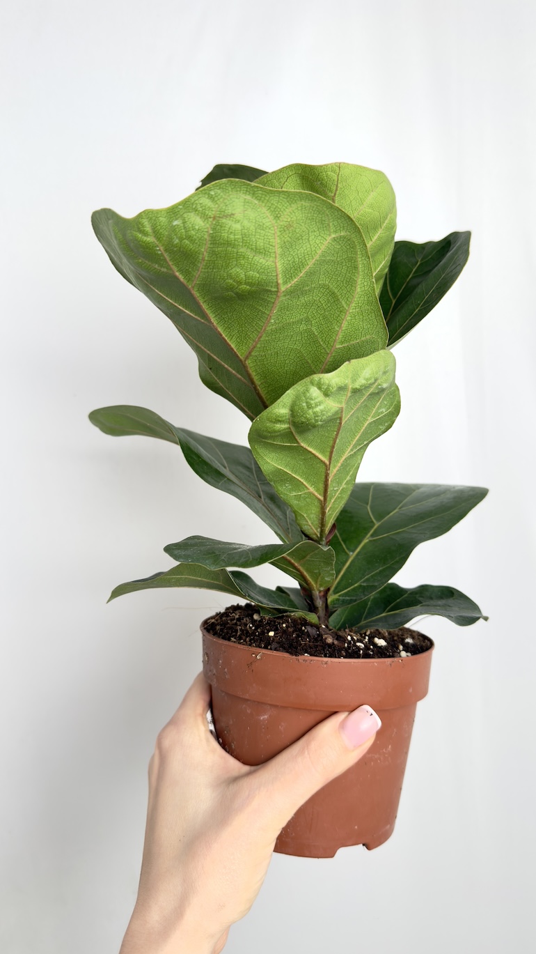 Ficus Lyrata Bambino