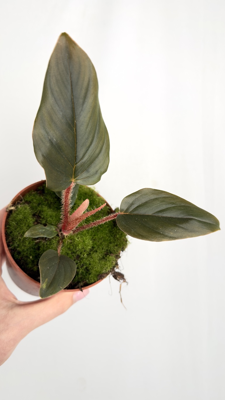 Philodendron Serpens Philodendron Serpens