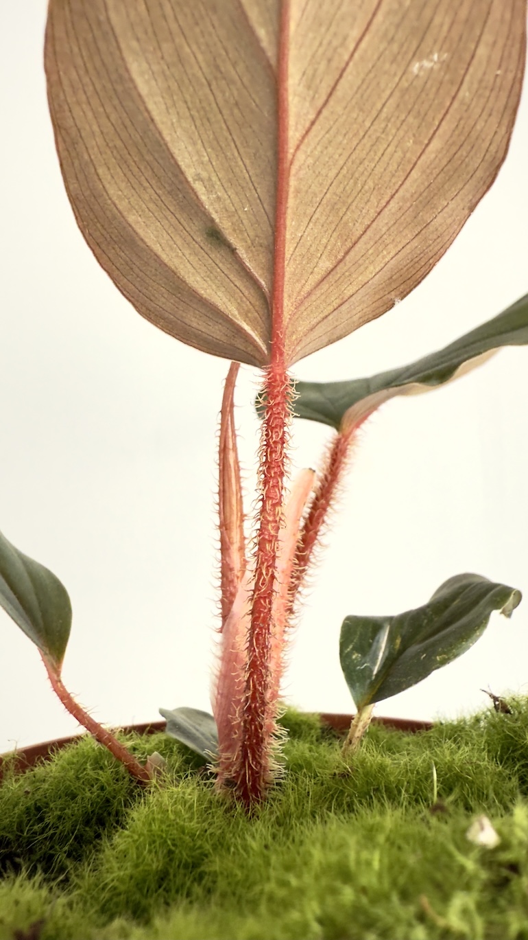 Philodendron Serpens Philodendron Serpens