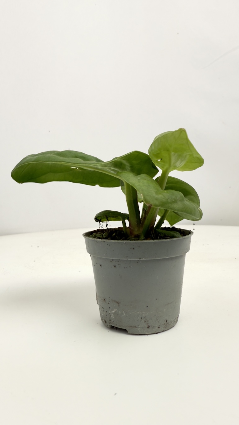 Anthurium Villenaorum