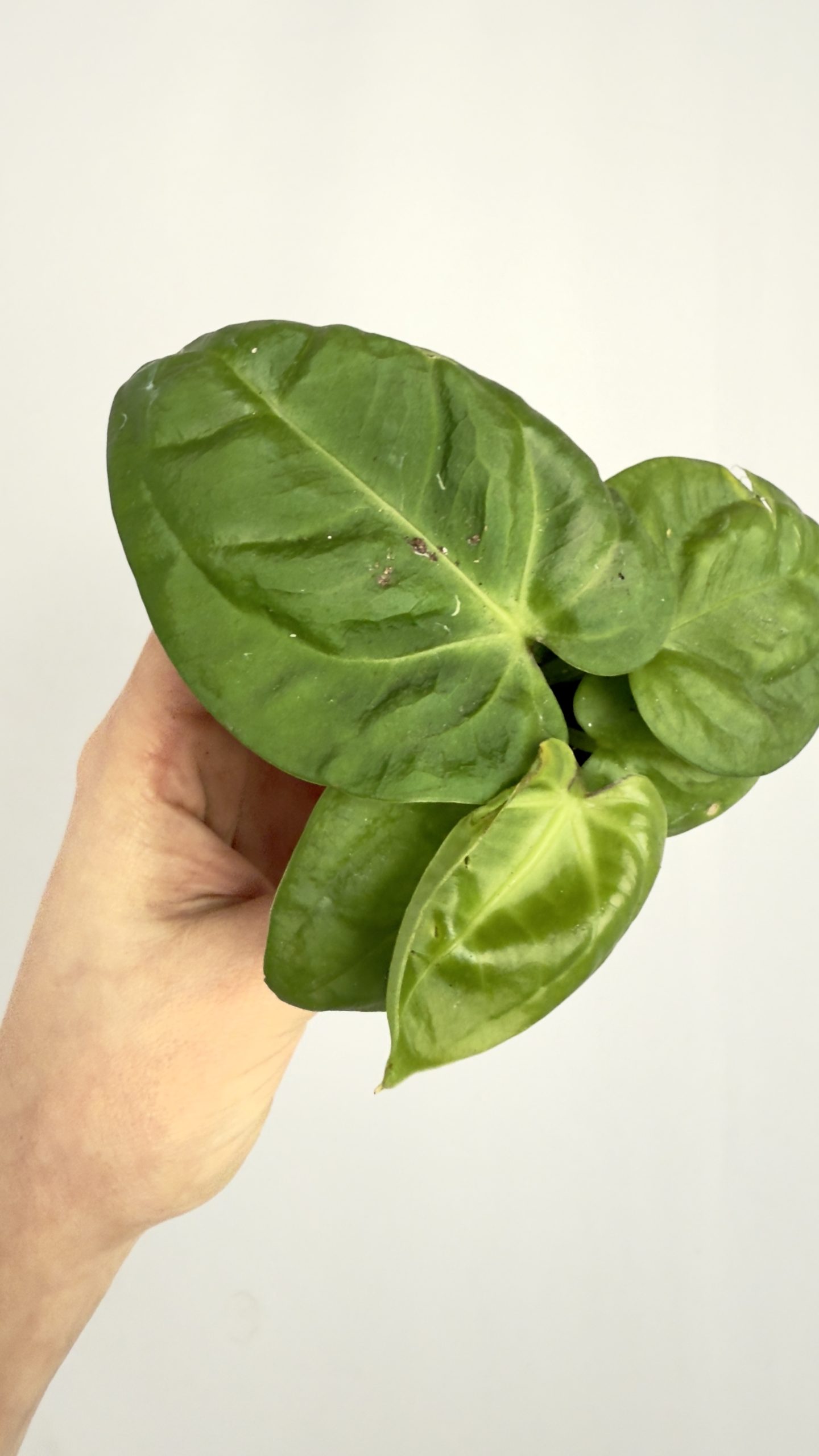 Anthurium Villenaorum