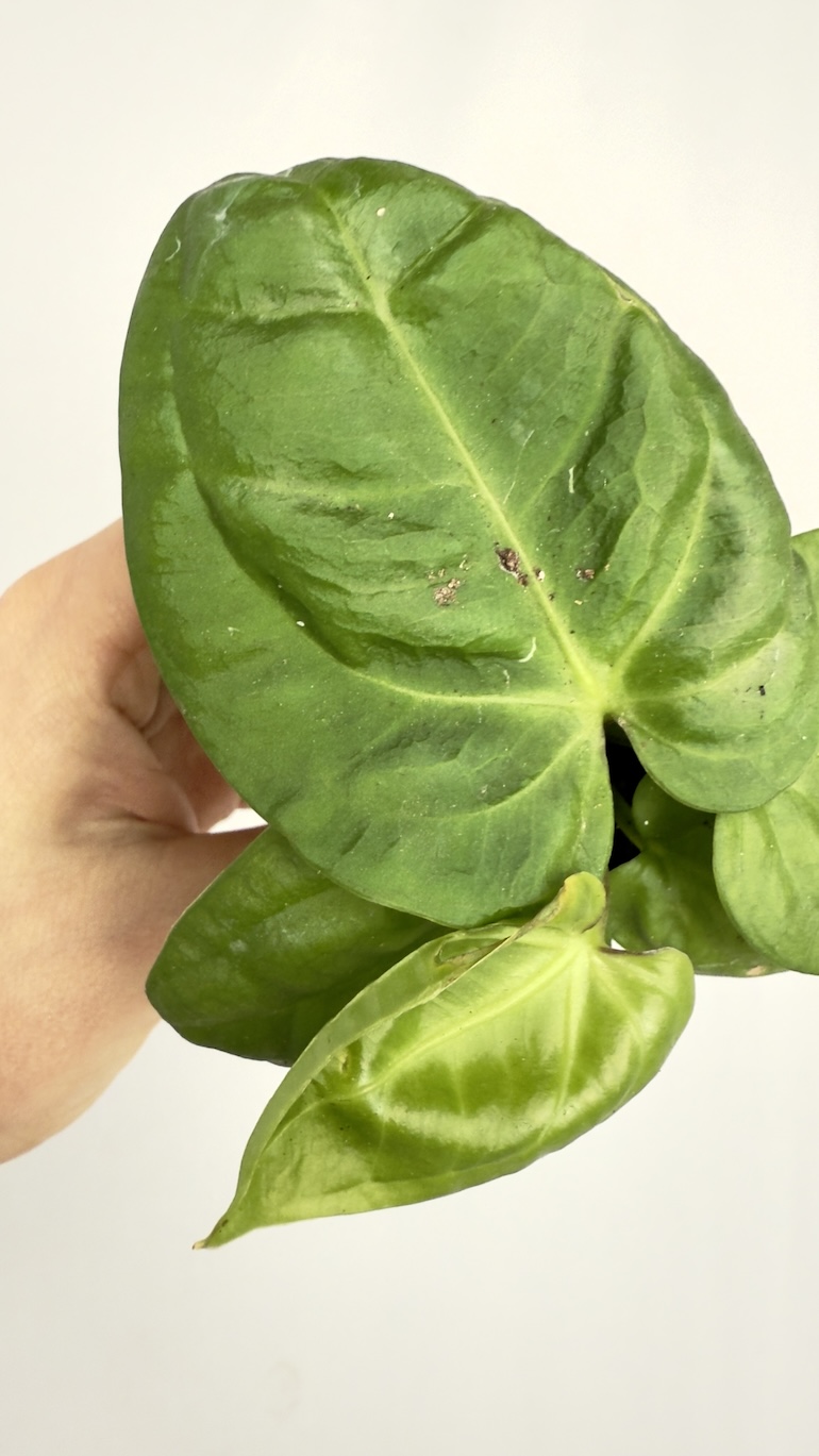 Anthurium Villenaorum
