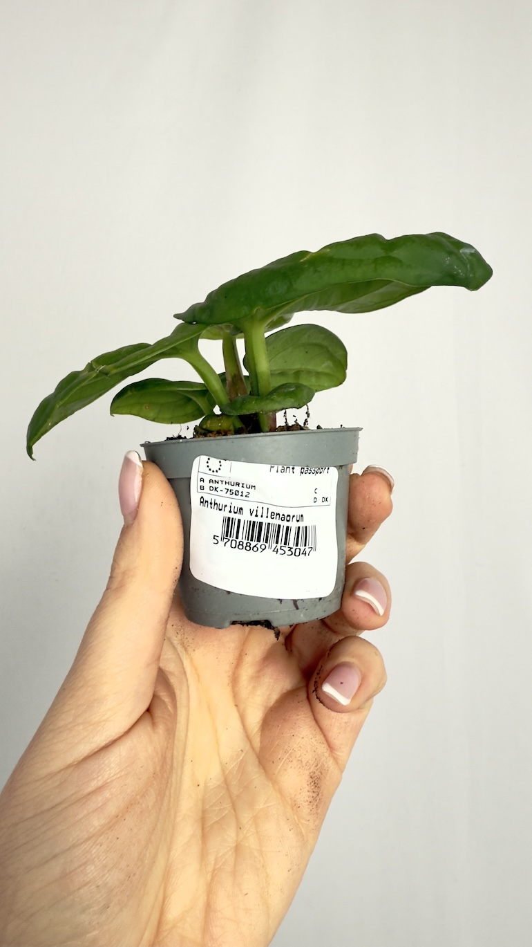 Anthurium Villenaorum