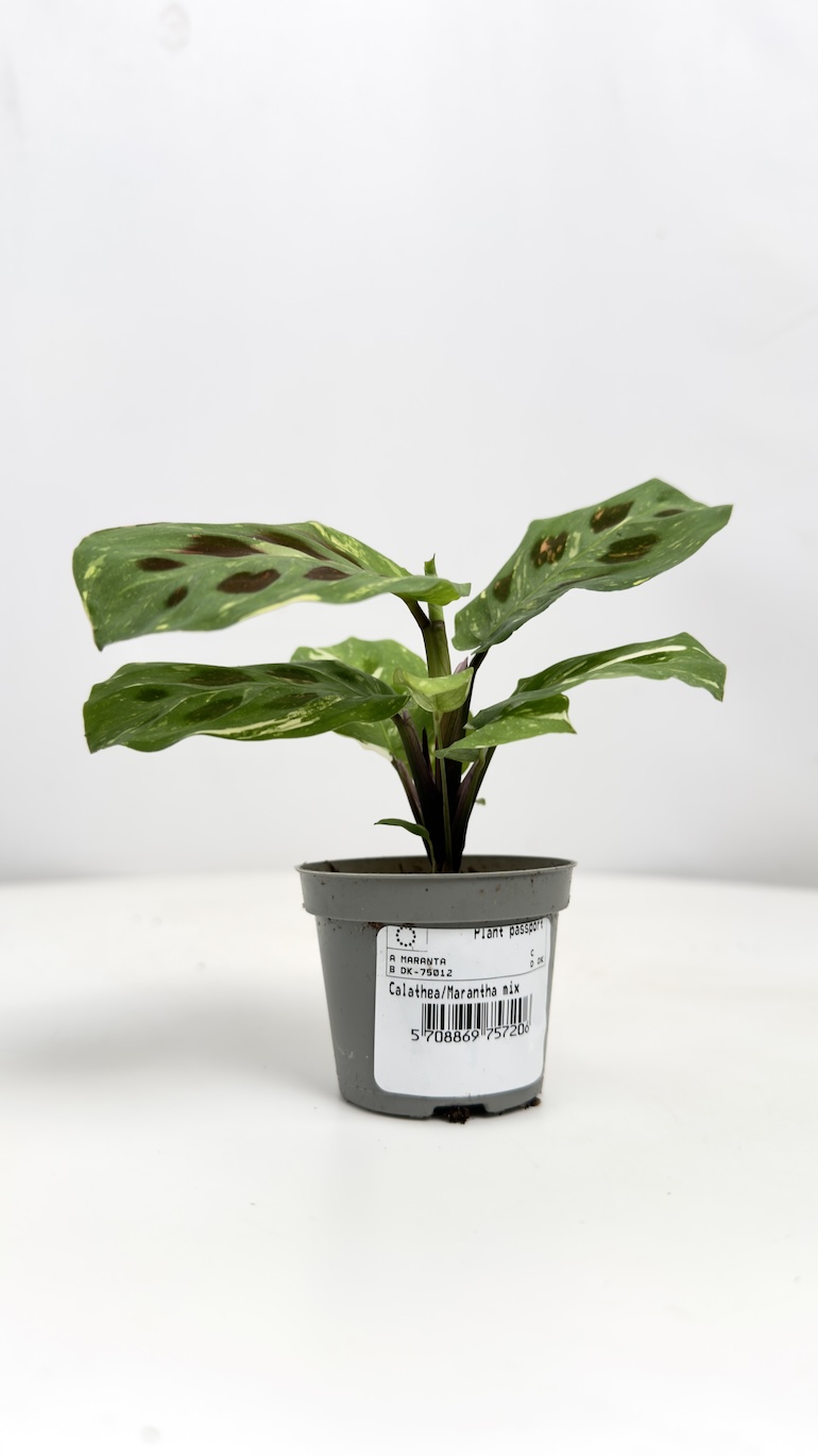 Maranta Variegata Fiesta