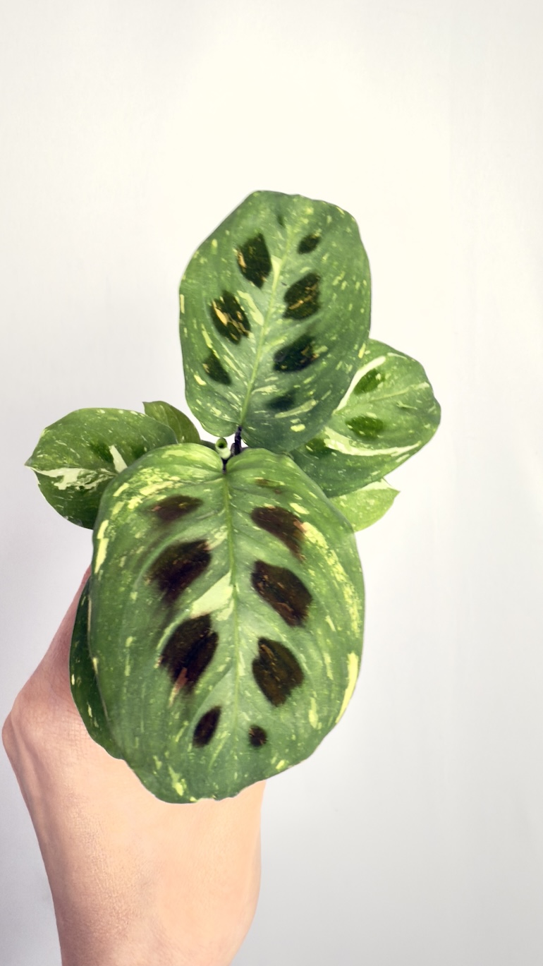 Maranta Variegata Fiesta