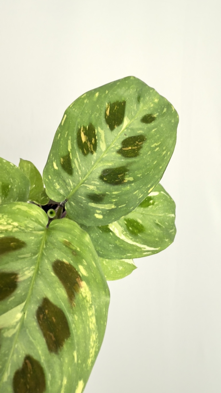 Maranta Variegata Fiesta