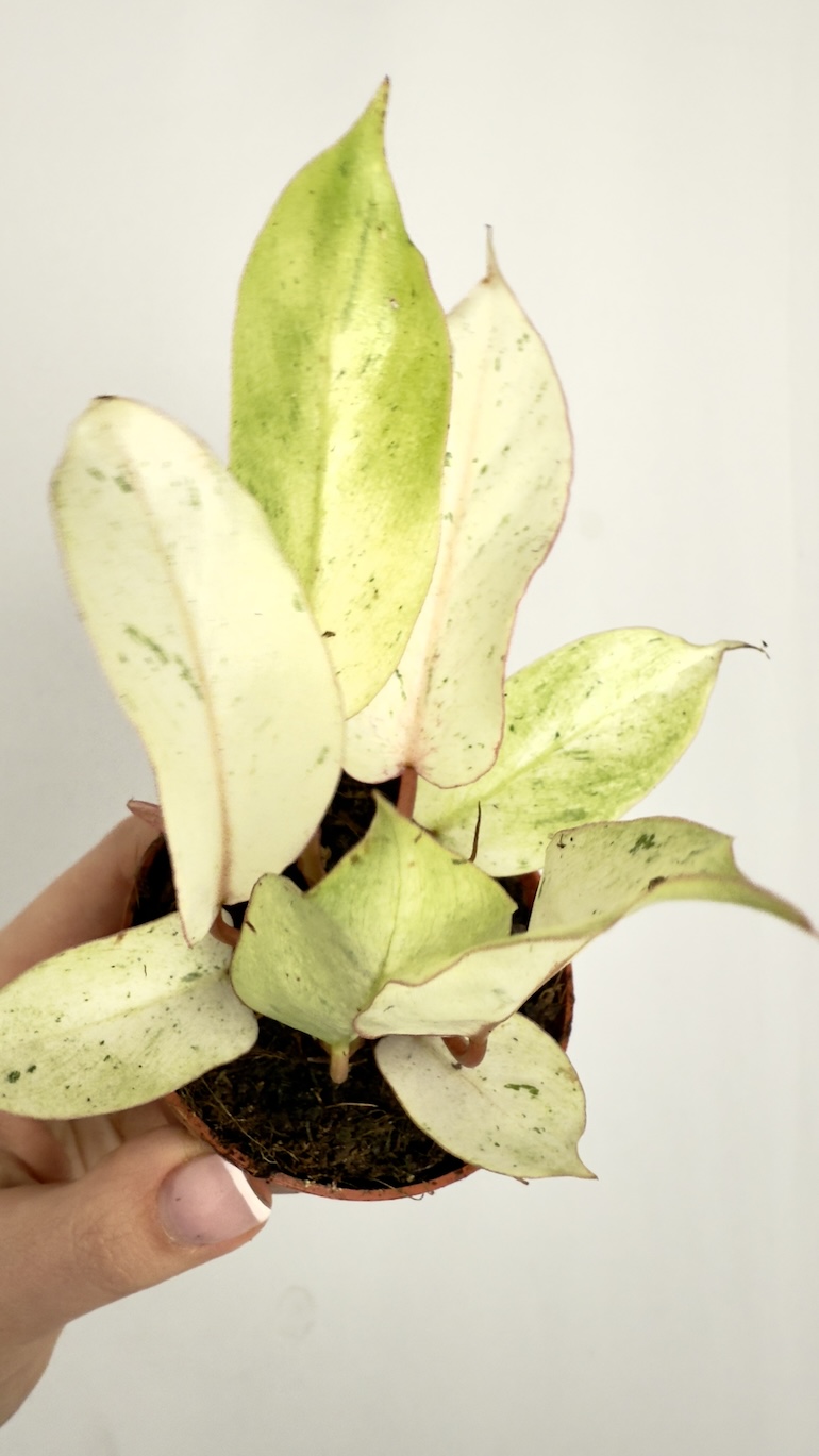 Philodendron Snowdrift