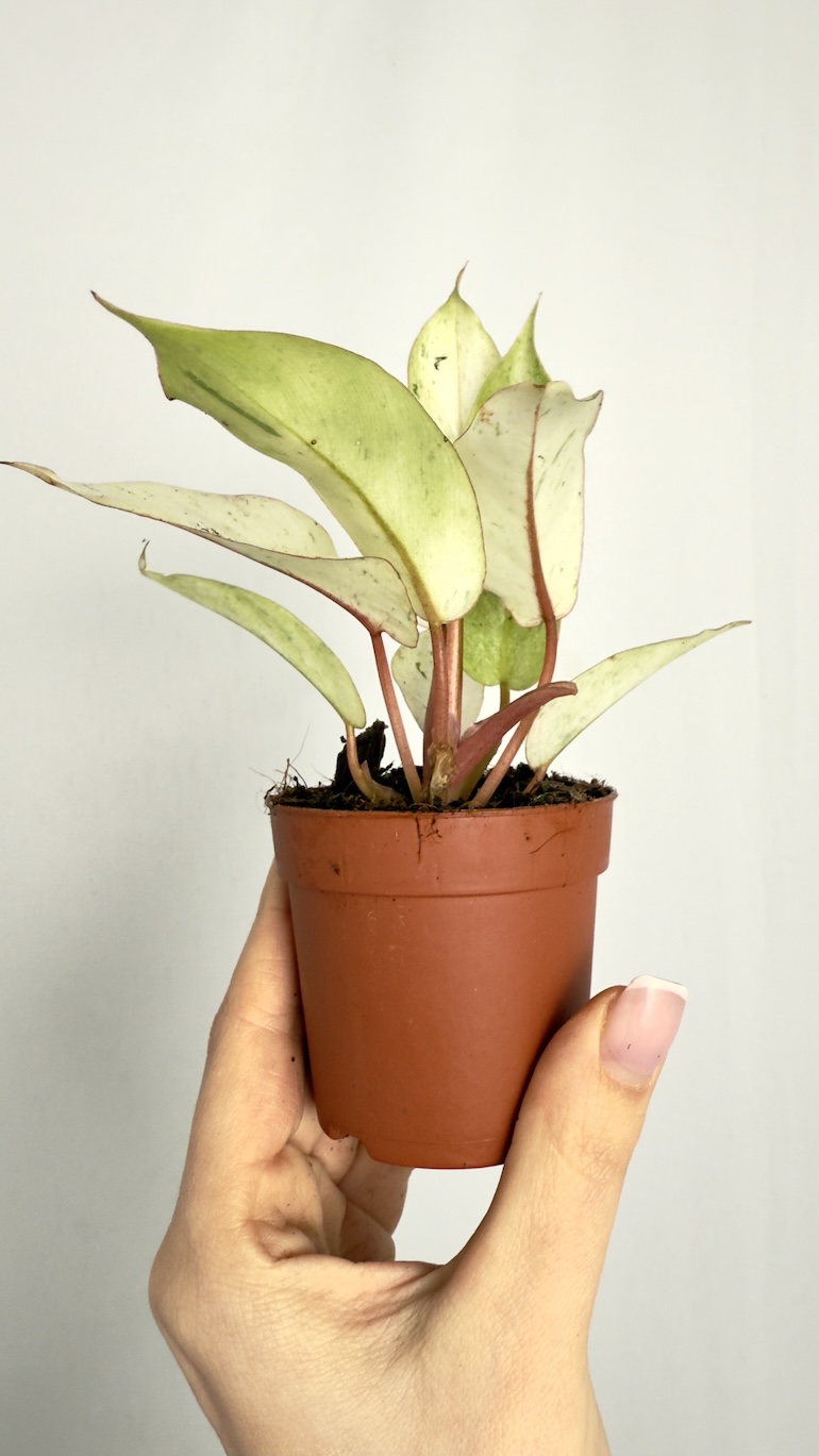 Philodendron Snowdrift