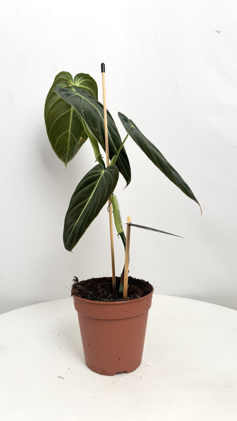 Philodendron Melanochrysum