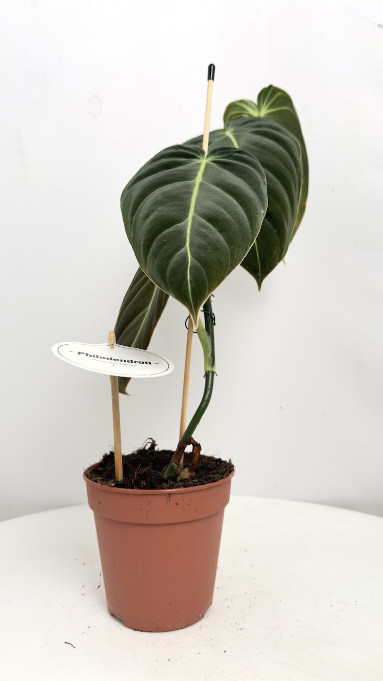 Philodendron Melanochrysum