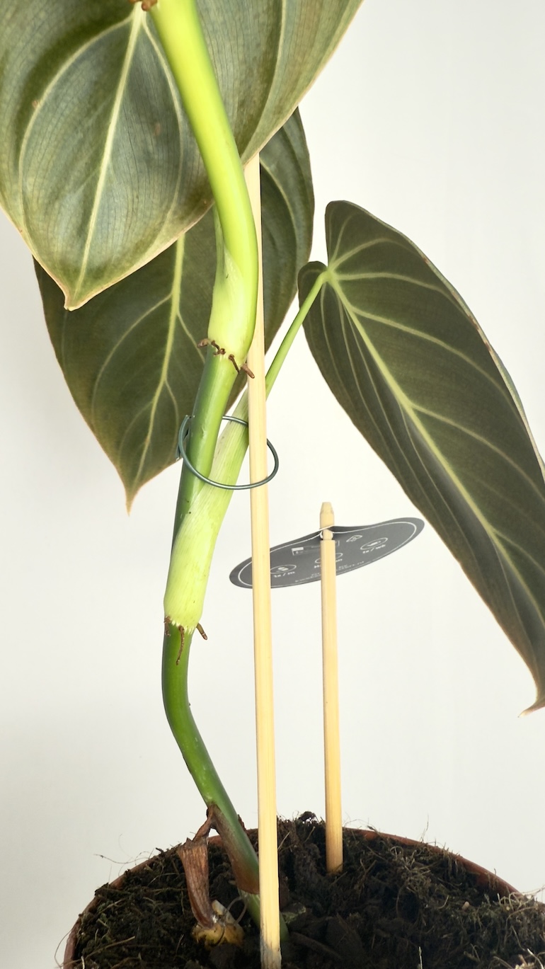 Philodendron Melanochrysum