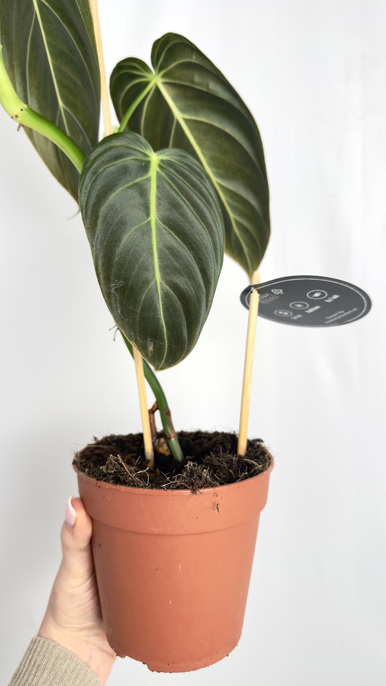 Philodendron Melanochrysum