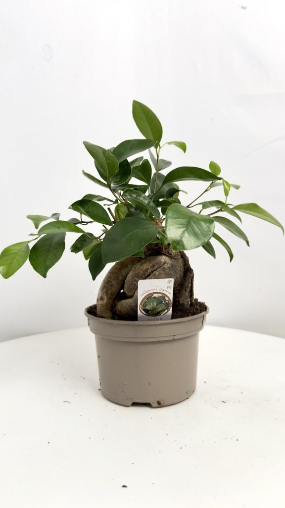 Ficus Ginseng