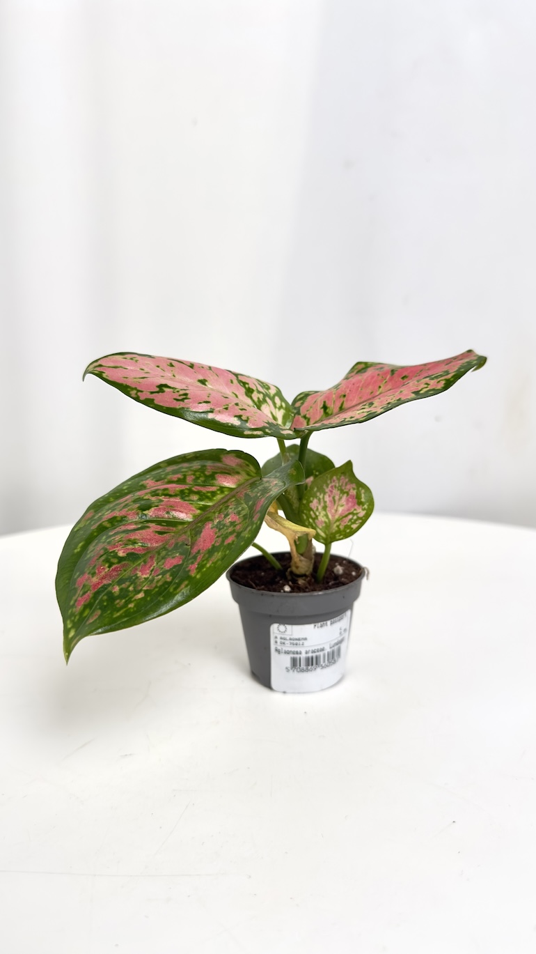 Aglaonema Red Master