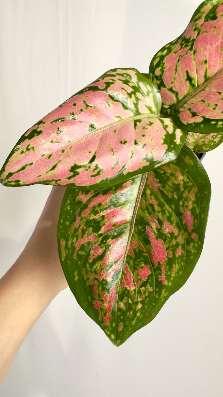 Aglaonema Red Master
