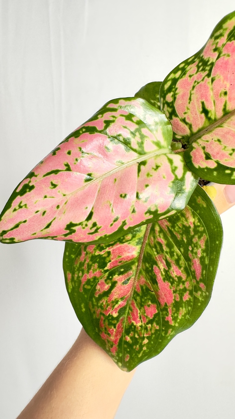 Aglaonema Red Master