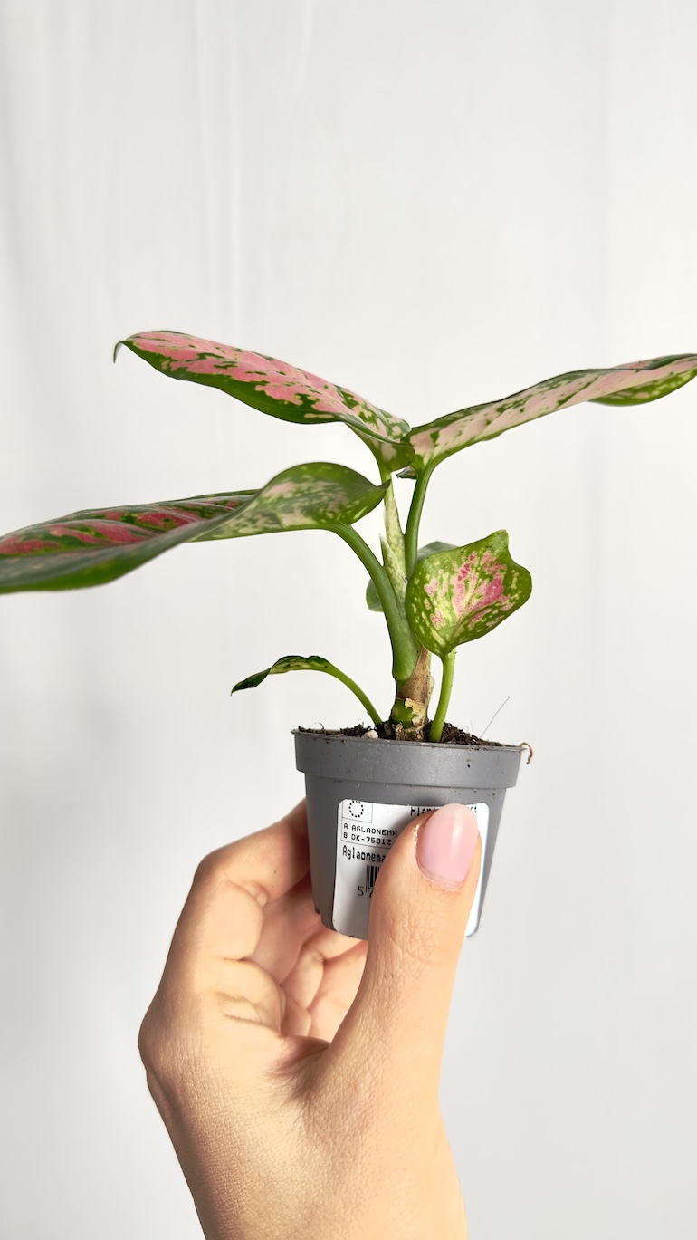 Aglaonema Red Master