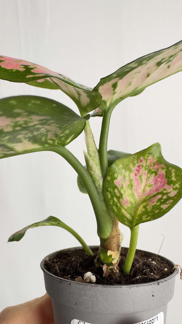 Aglaonema Red Master