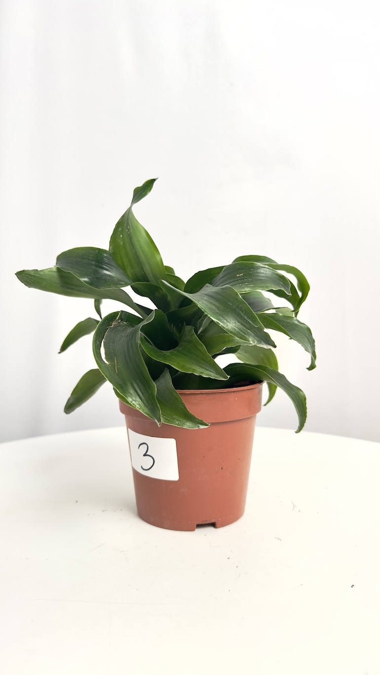 Dracena compacta