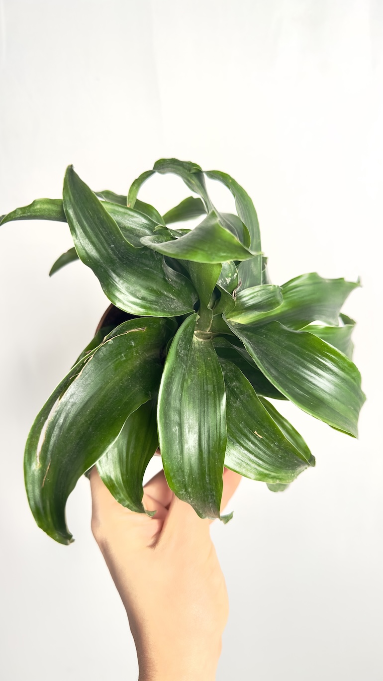 Dracena compacta