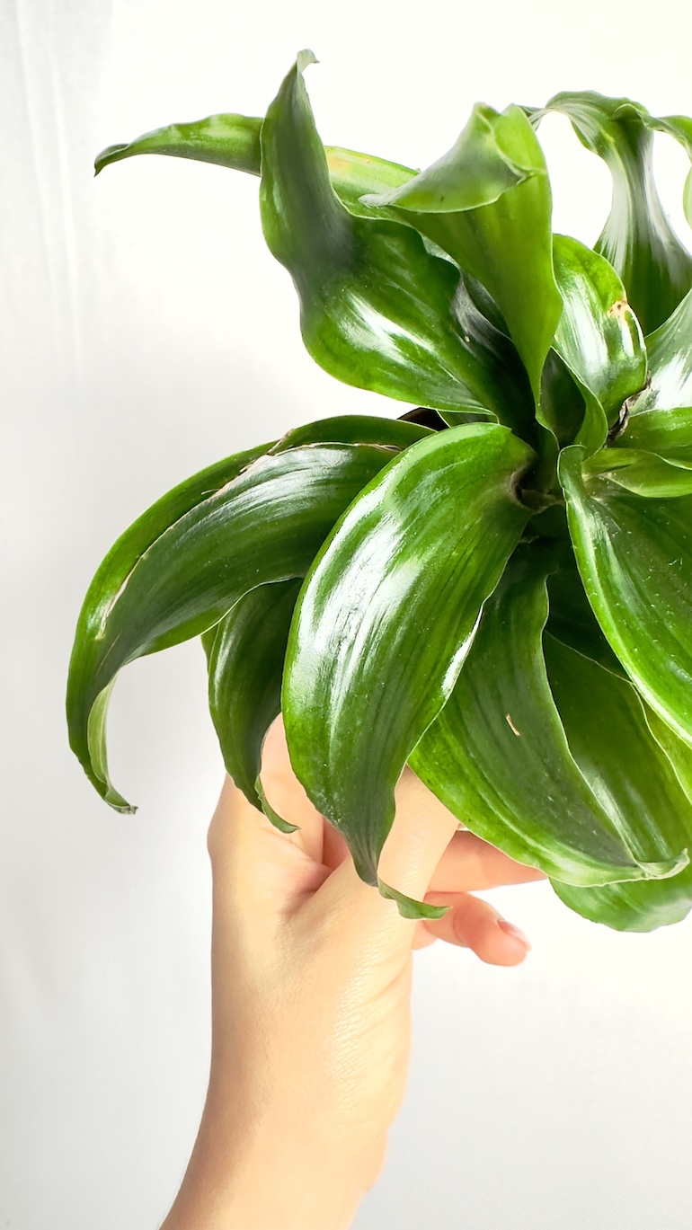 Dracena compacta