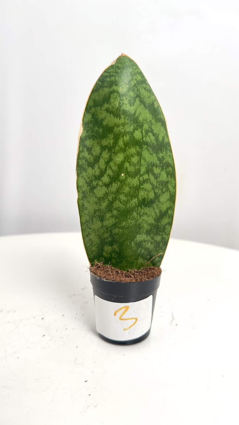 Sansevieria Victoria