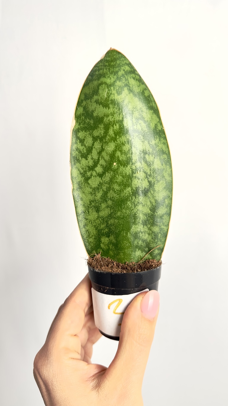 Sansevieria Victoria