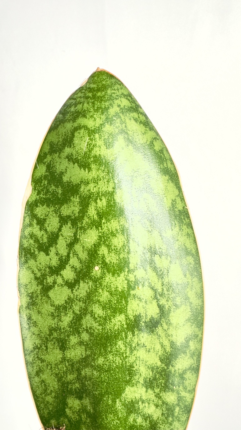 Sansevieria Victoria