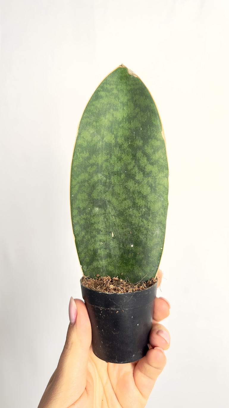 Sansevieria Victoria