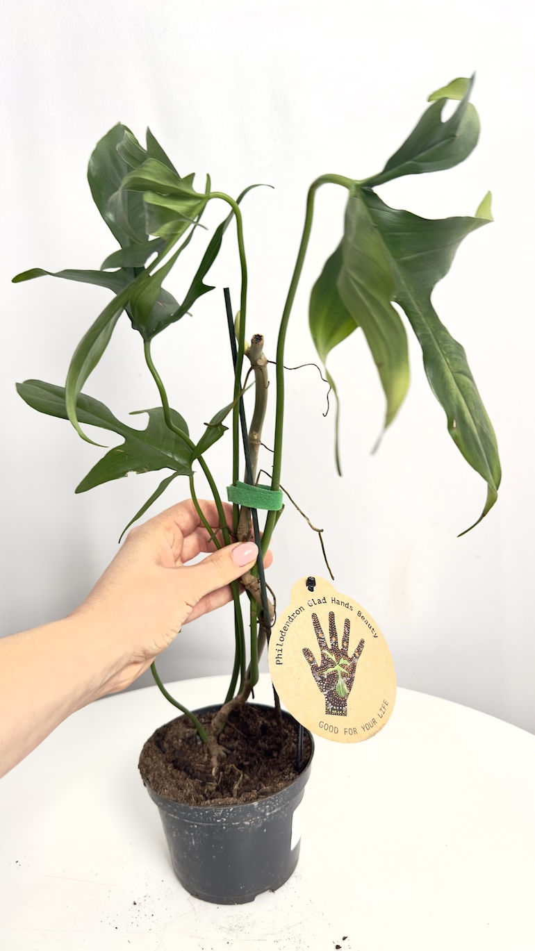 Philodendron Glad Hand